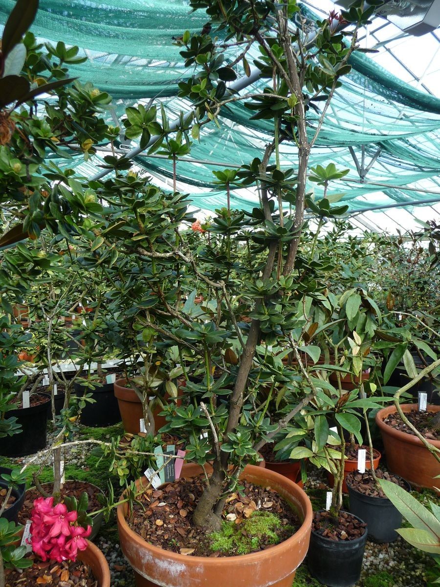 Rhododendron buxifolium habit