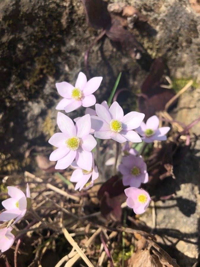 Hepatica nobilis flower