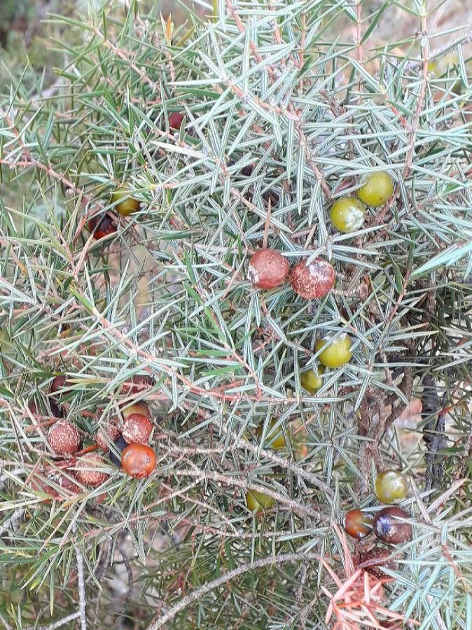 Juniperus oxycedrus fruit