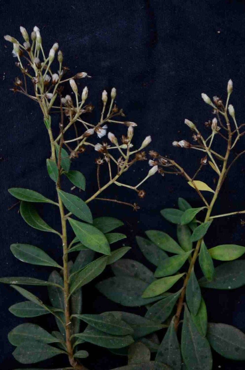 Baccharis rufidula fruit