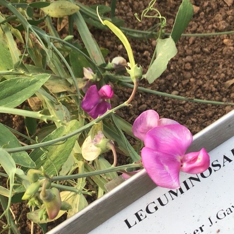 Lathyrus tremolsianus flower