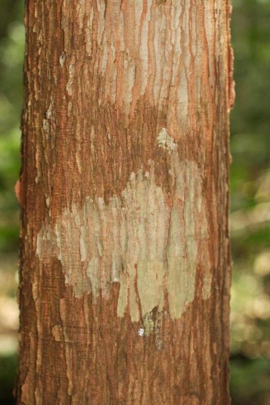 Thyrsodium puberulum bark