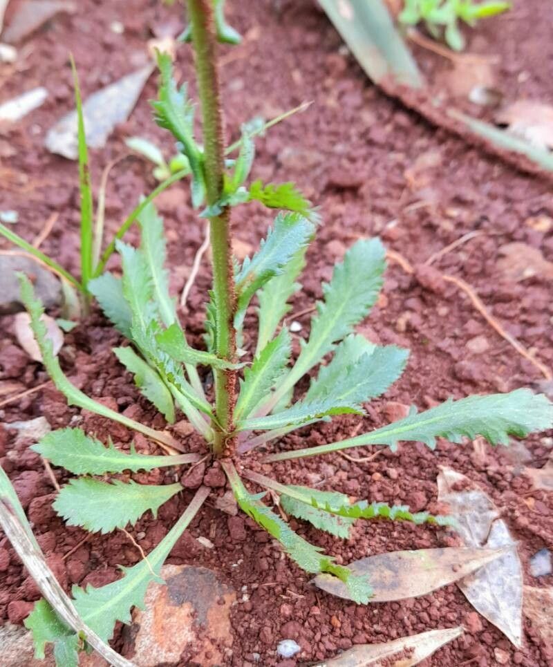 Lepidium pedersenii — search result for 'Lepidium'