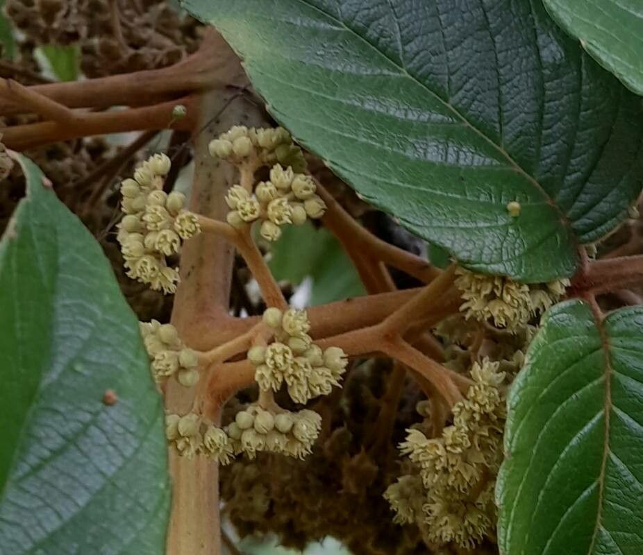 Brunellia comocladifolia flower