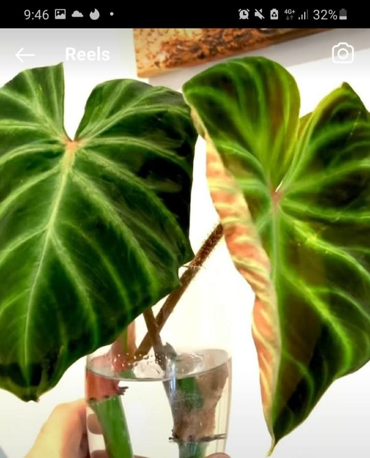 Philodendron verrucosum leaf