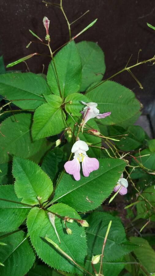 Impatiens balfouri flower