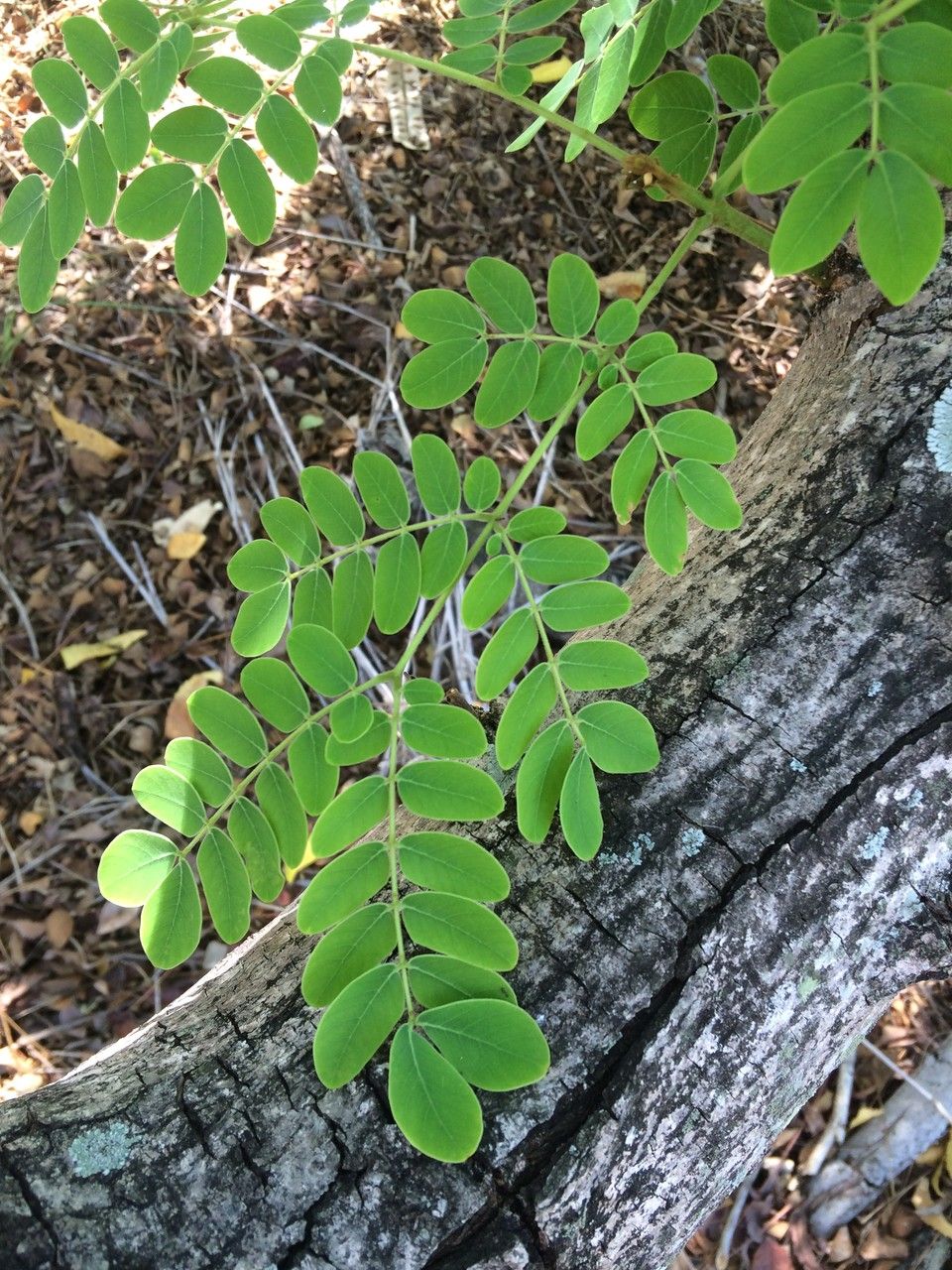 Albizia guachapele — search result for 'Albizia'