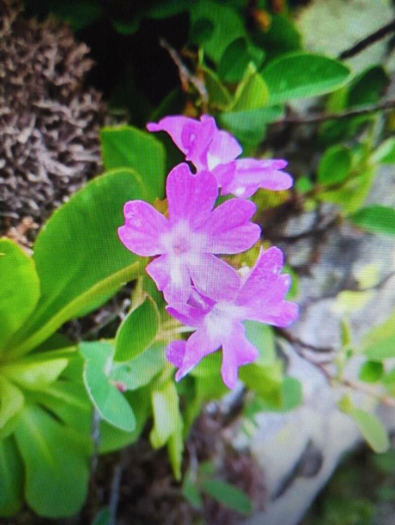 Primula apennina — search result for 'Primula'