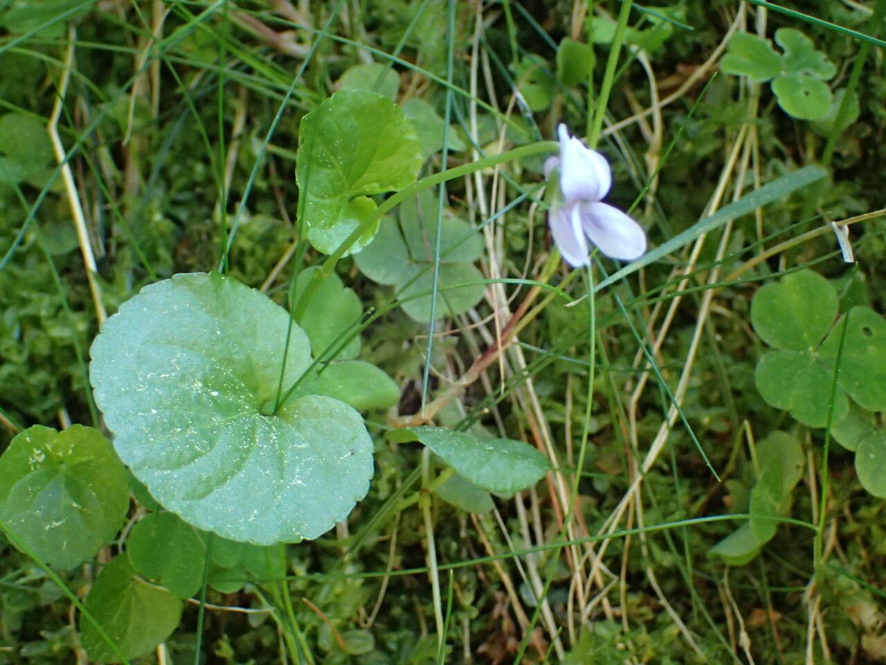 Viola palustris
