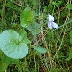 Viola palustris
