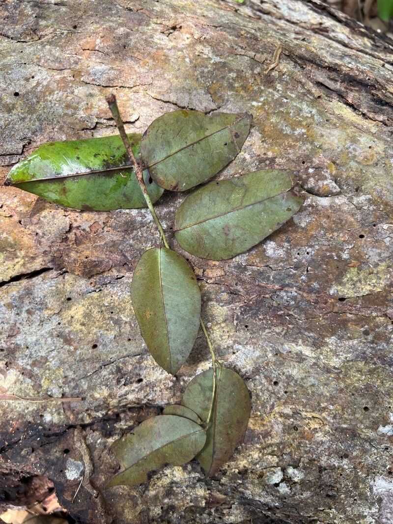 Detarium macrocarpum — related species from the same genus