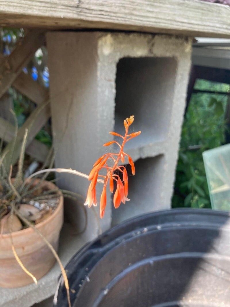 Aloe perrieri flower