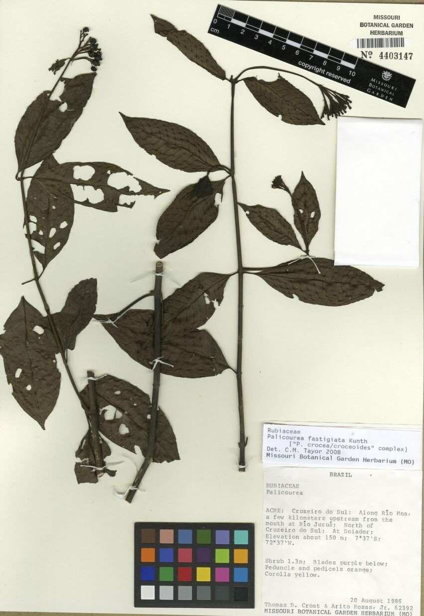 Palicourea fastigiata other