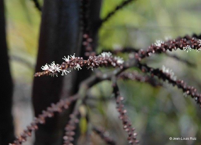 Basselinia deplanchei — related species from the same genus