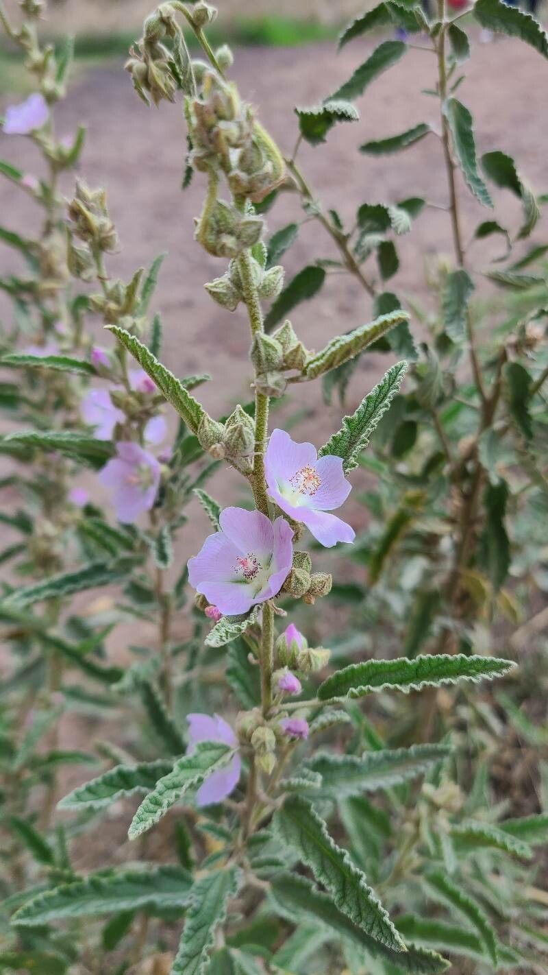 Sphaeralcea angustifolia flower