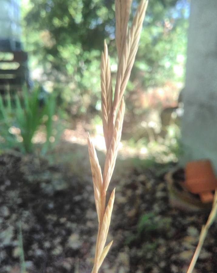 Brachypodium phoenicoides fruit