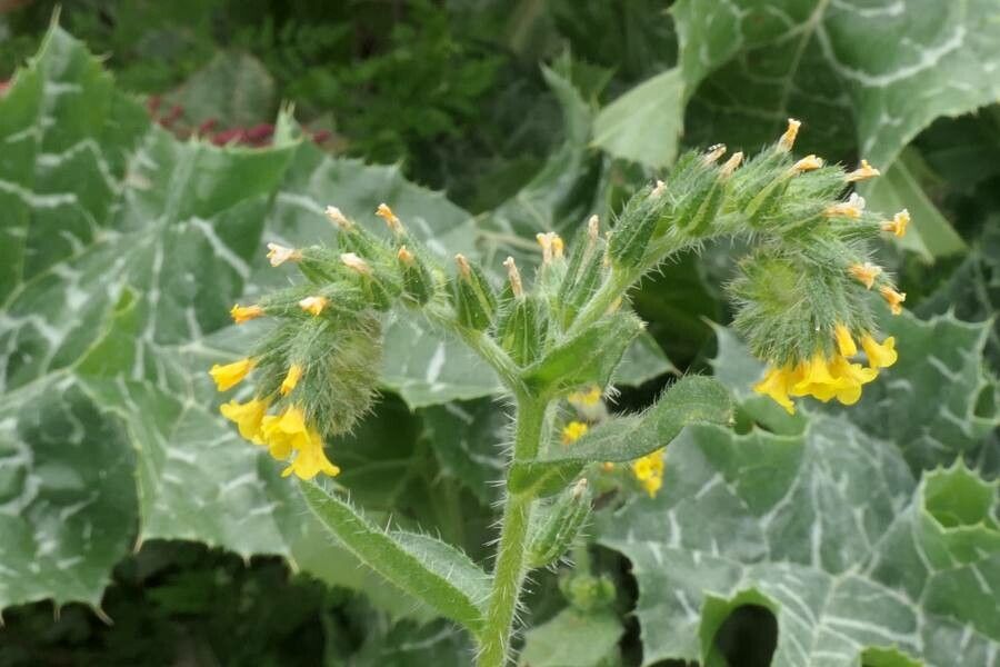 Amsinckia calycina — search result for 'Chile'