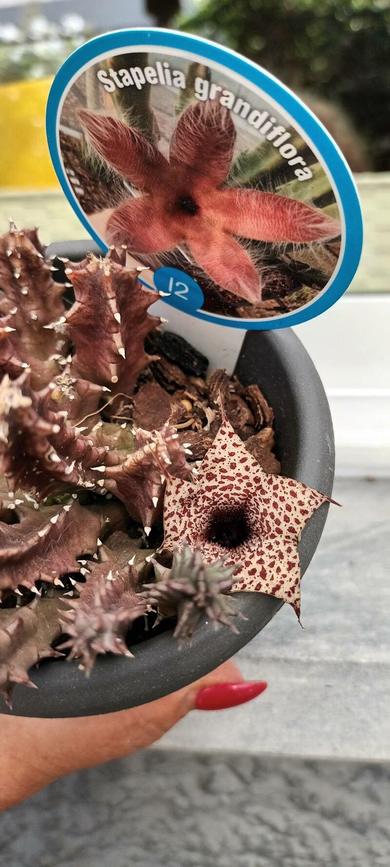 Huernia volkartii — search result for 'Huernia'