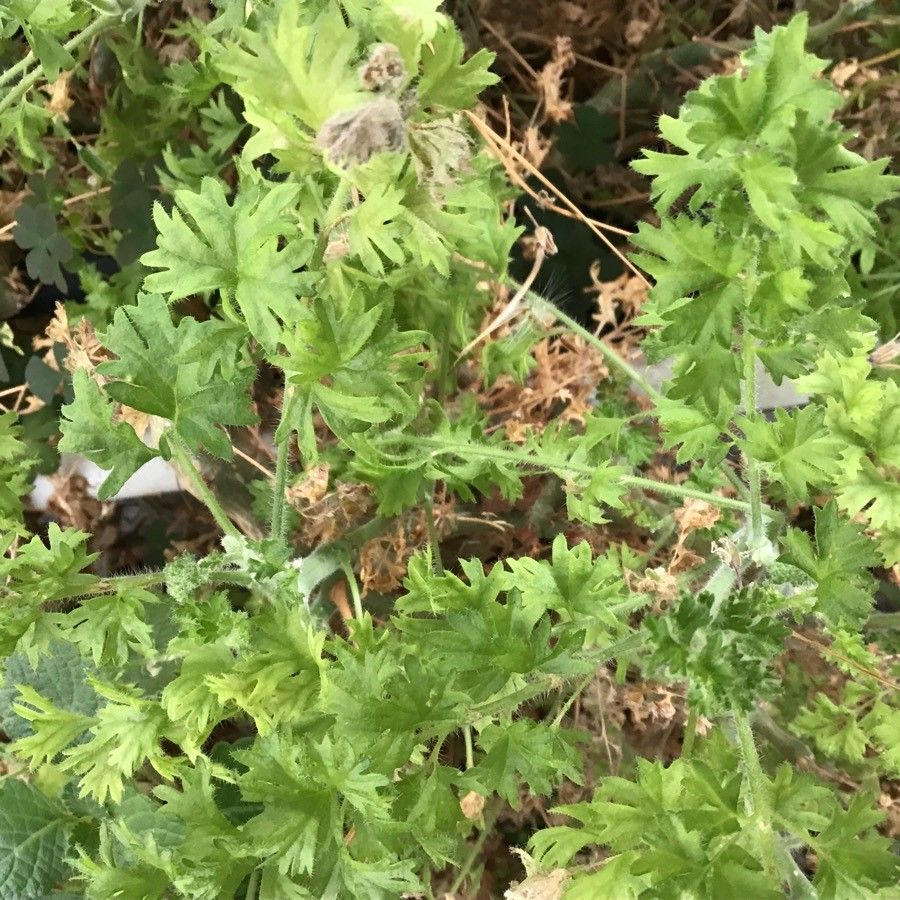 Pelargonium alternans — houseplant care guide