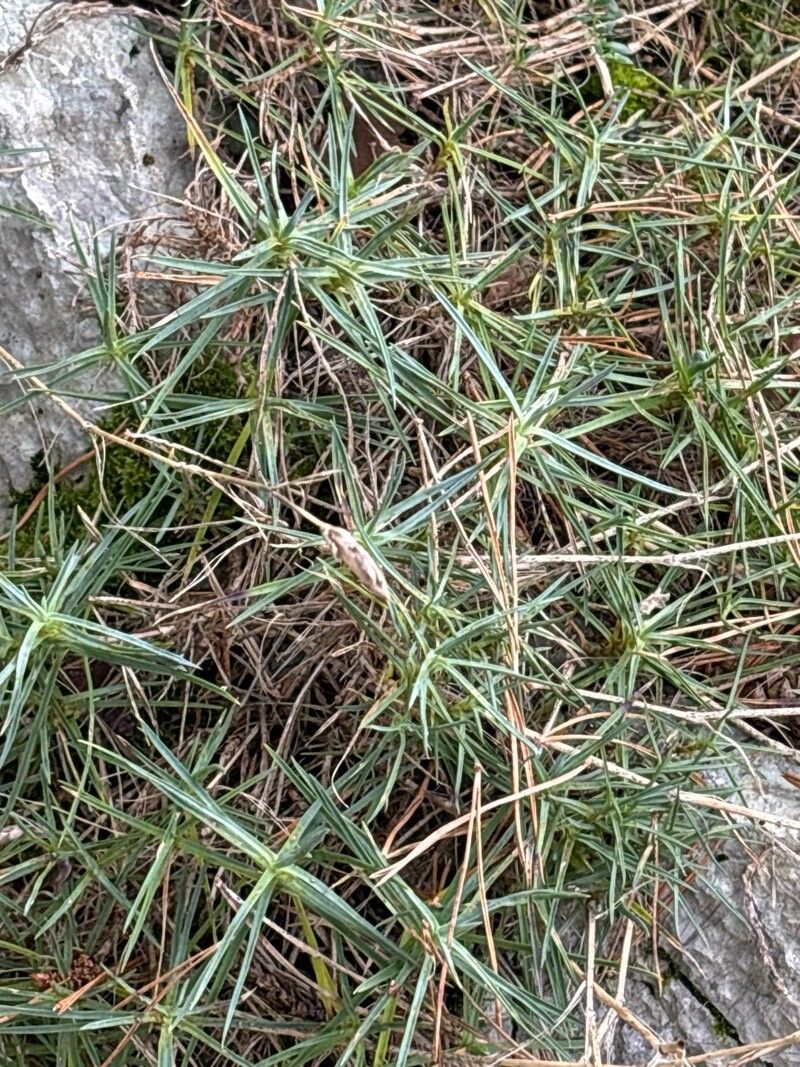 Dianthus serrulatus — houseplant care guide