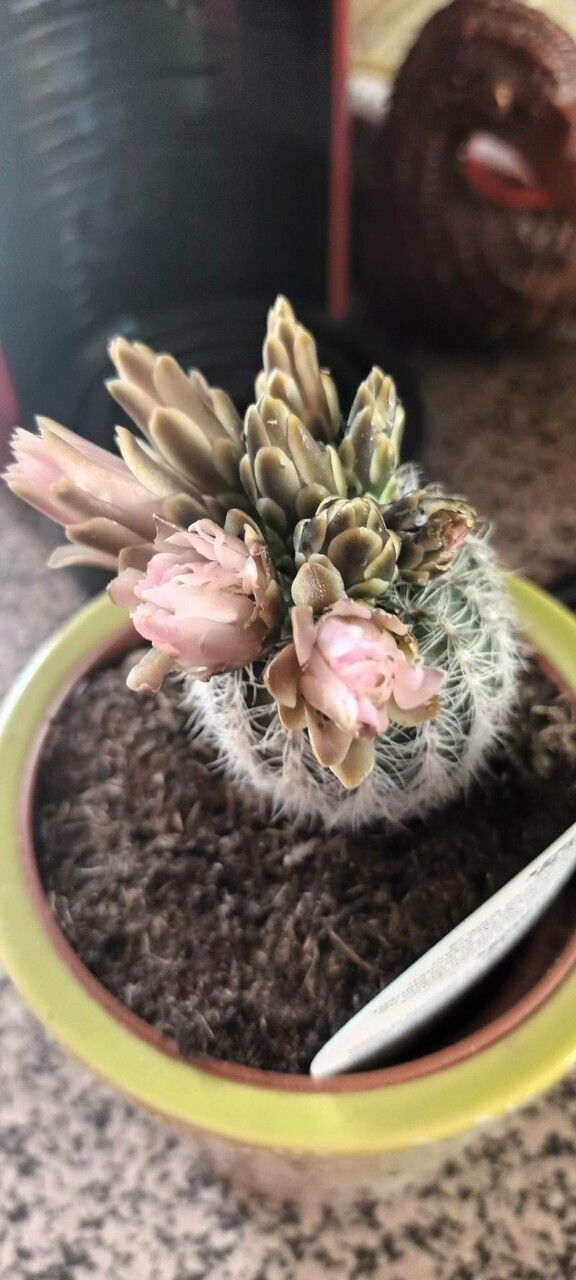 Gymnocalycium Bruchii flower