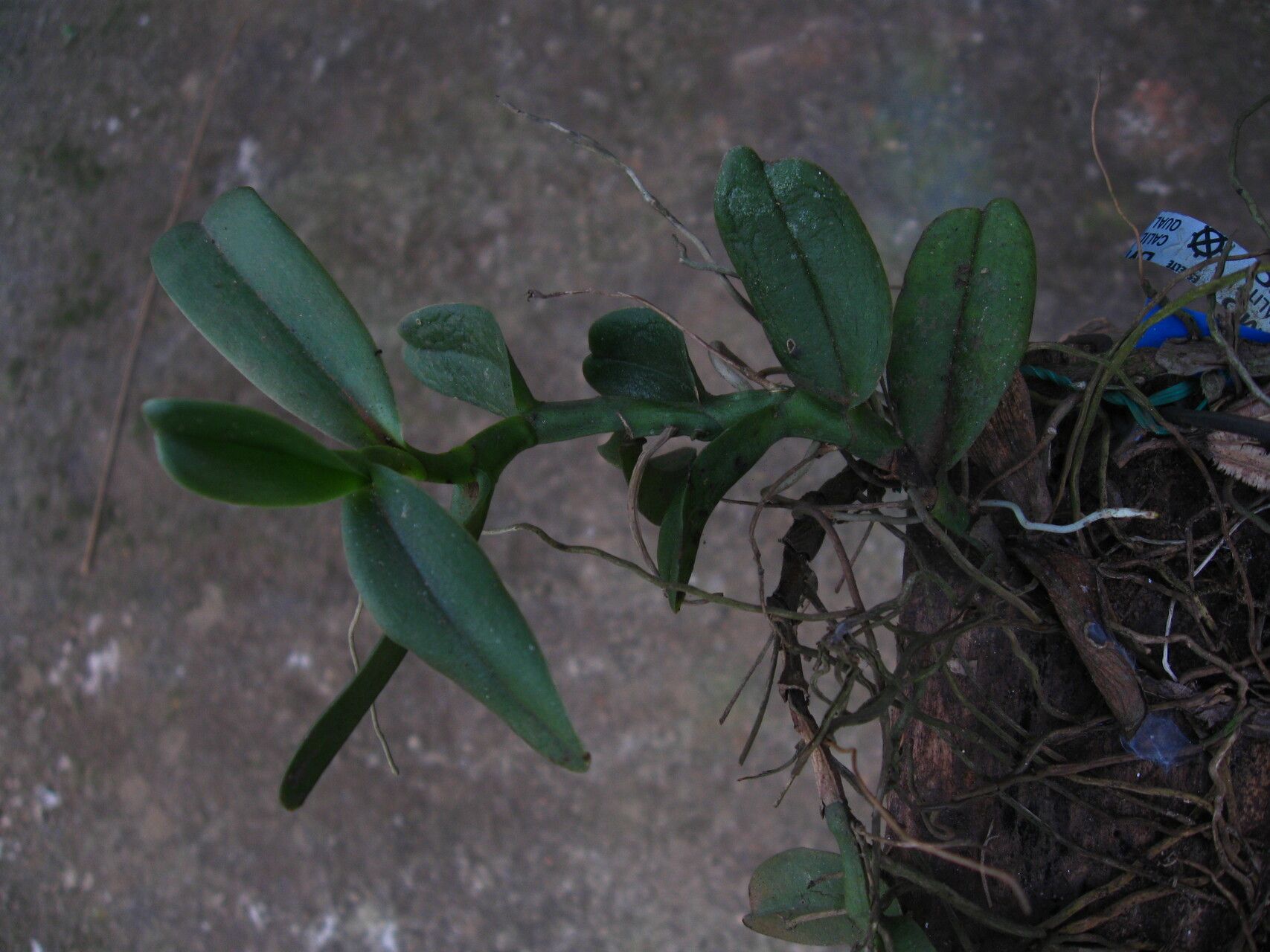 Angraecum sanfordii — houseplant care guide