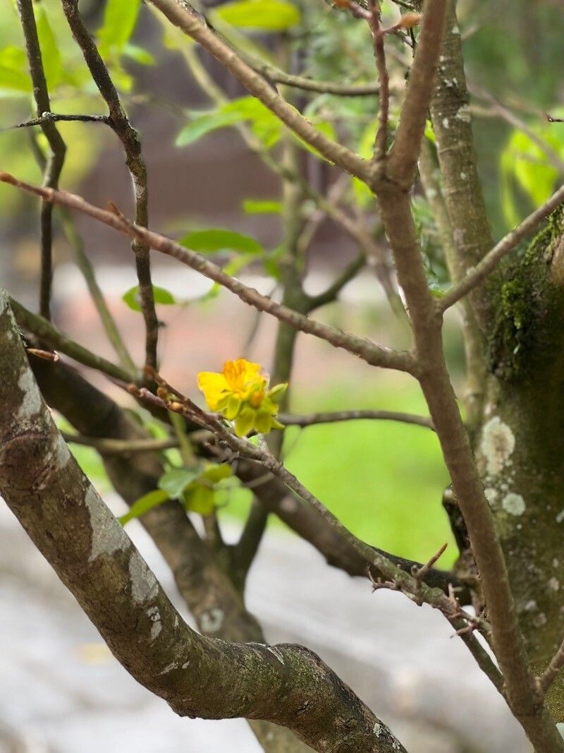 Ochna integerrima flower