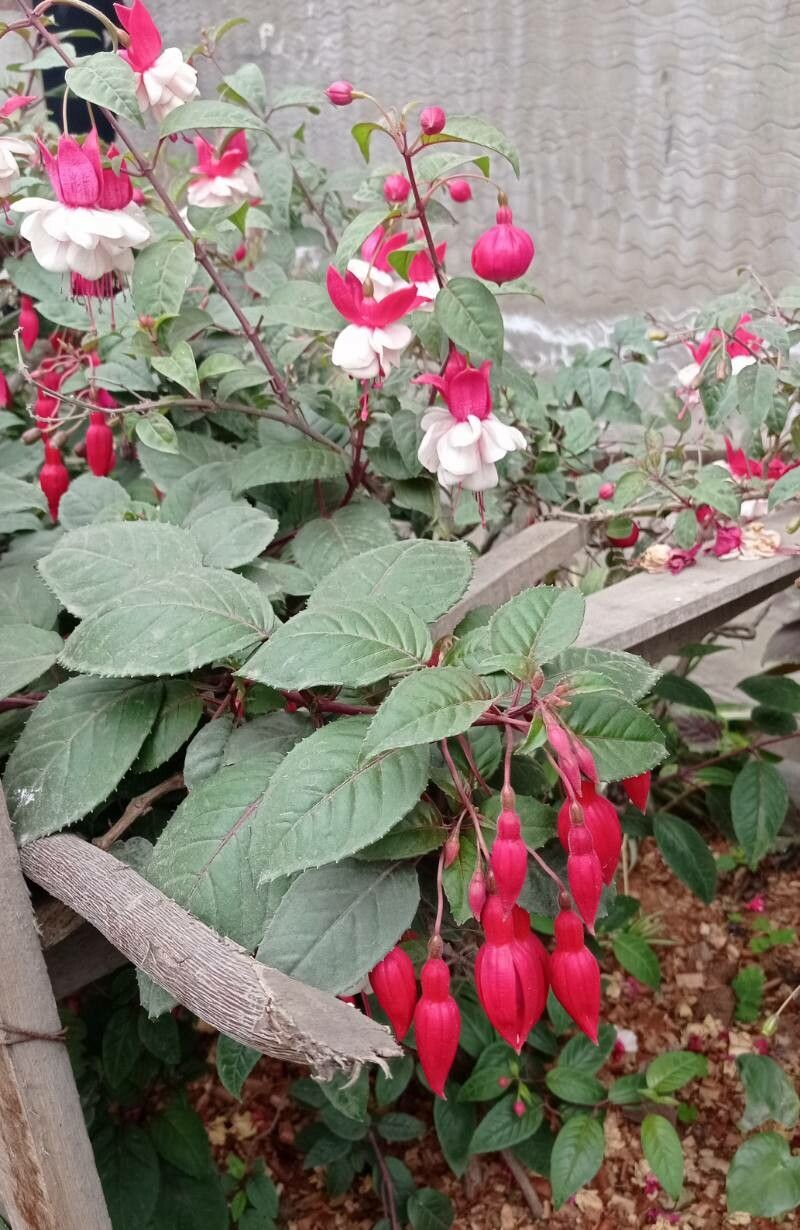 Fuchsia hybrida — search result for 'Fuchsia'