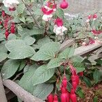 Fuchsia hybrida