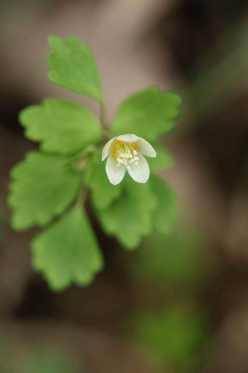 Dichocarpum trachyspermum — houseplant care guide