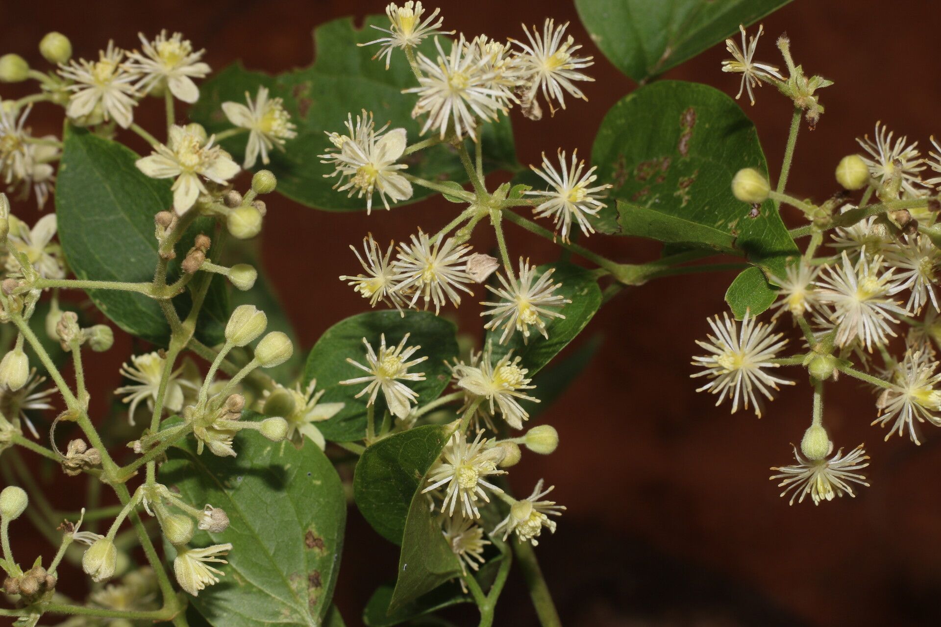 Clematis acapulcensis flower