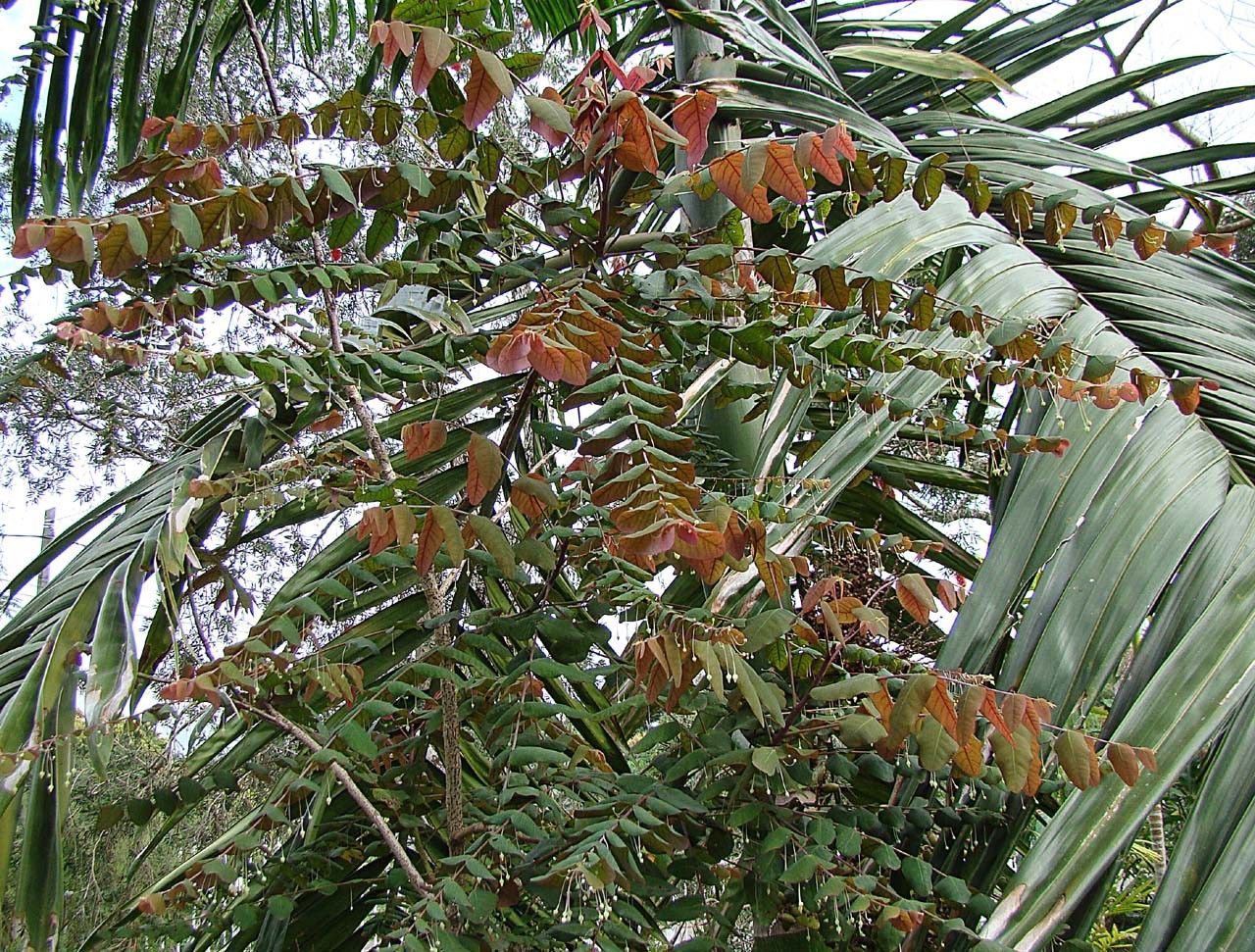 Phyllanthus paucitepalus flower