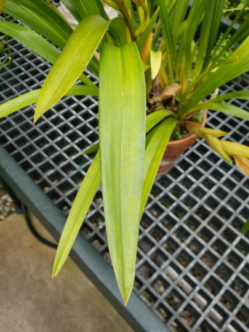 Cymbidium lowianum — search result for 'Cymbidium'