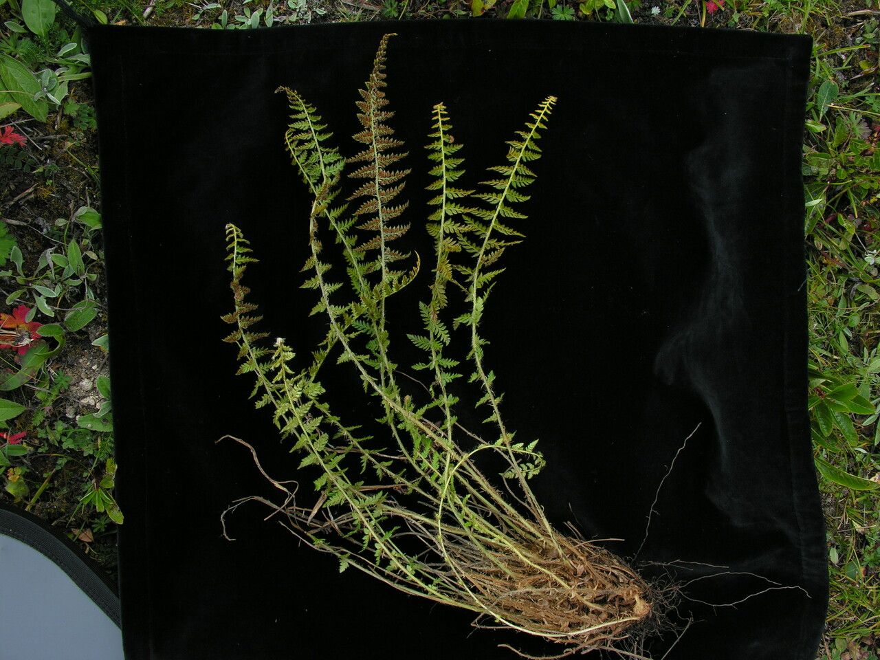 Polystichum shensiense — houseplant care guide
