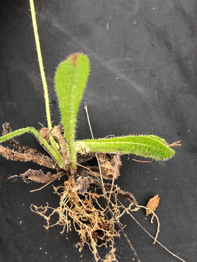 Leontodon hirtus — houseplant care guide