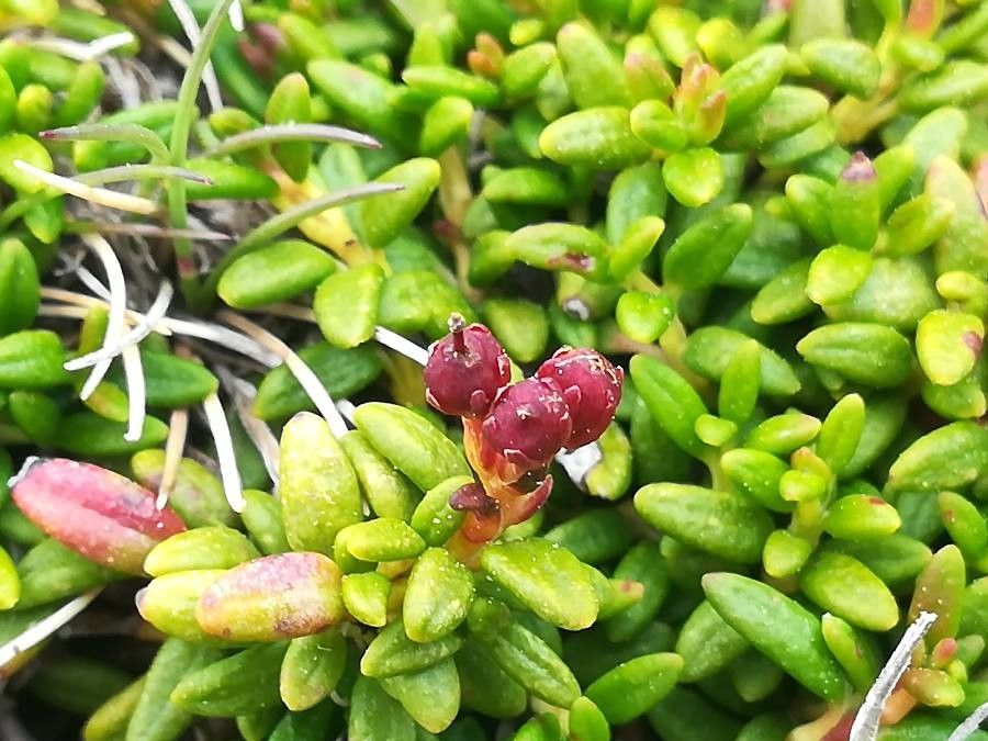 Kalmia procumbens fruit