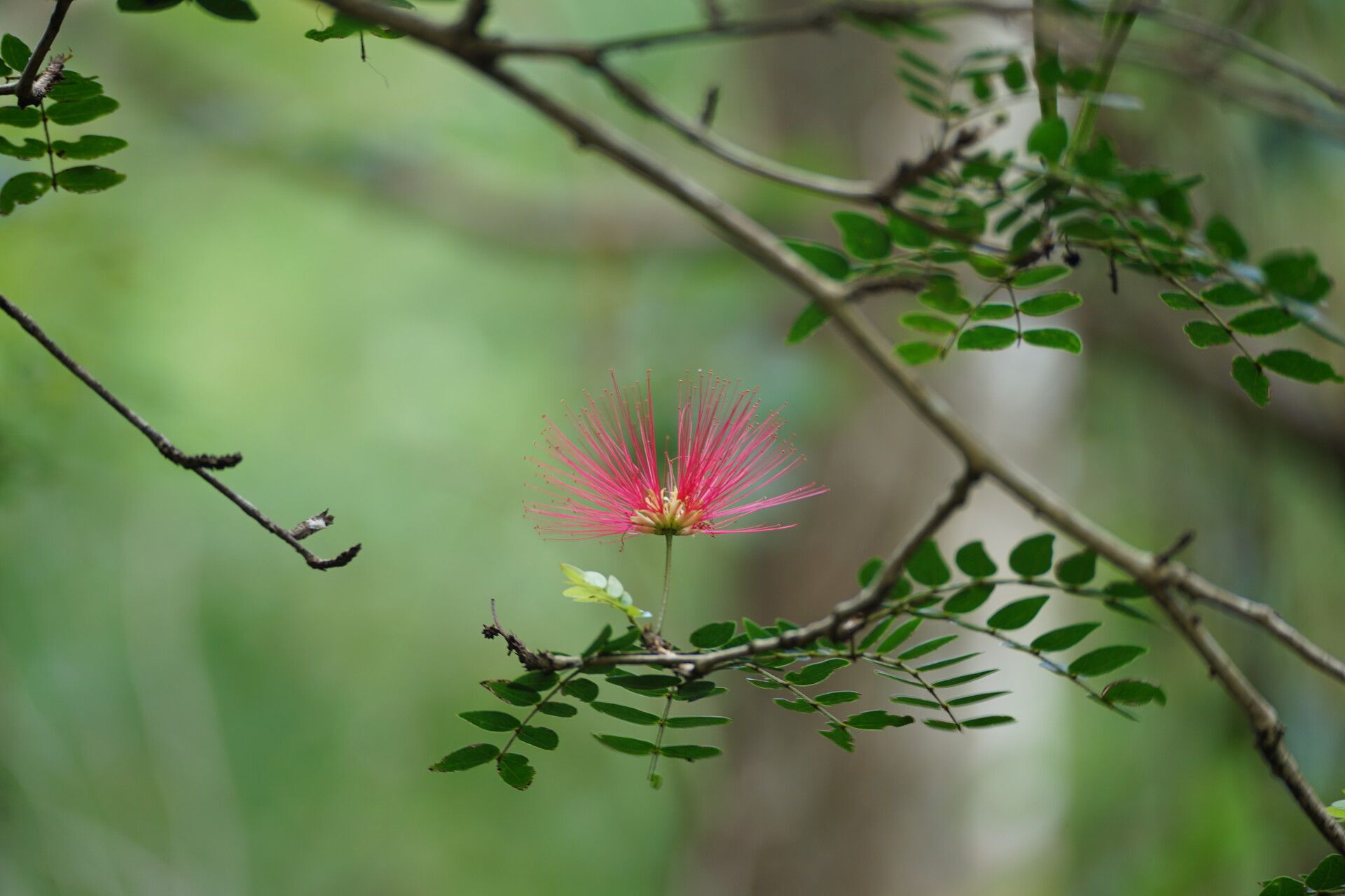 Calliandra purpurea flower