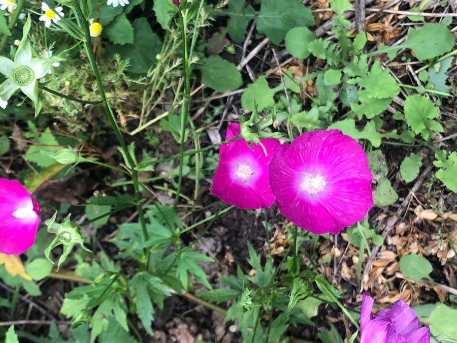 Callirhoe bushii — search result for 'Clematis'