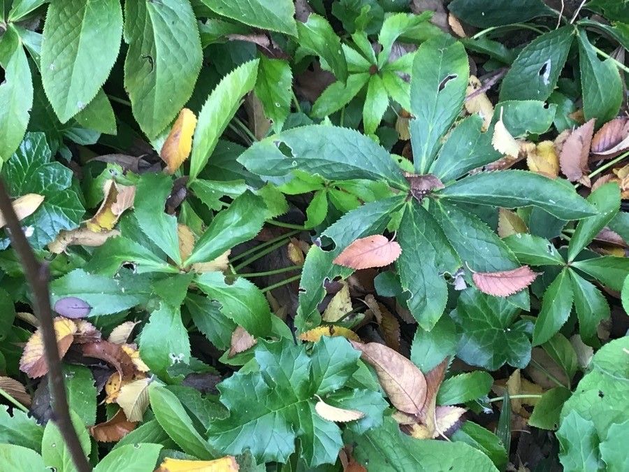 Helleborus purpurascens — search result for 'Helleborus'