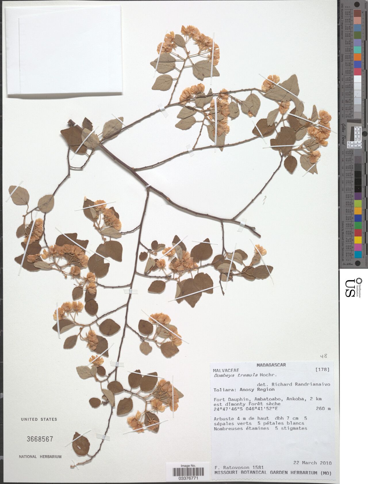 Ruizia tremula — houseplant care guide