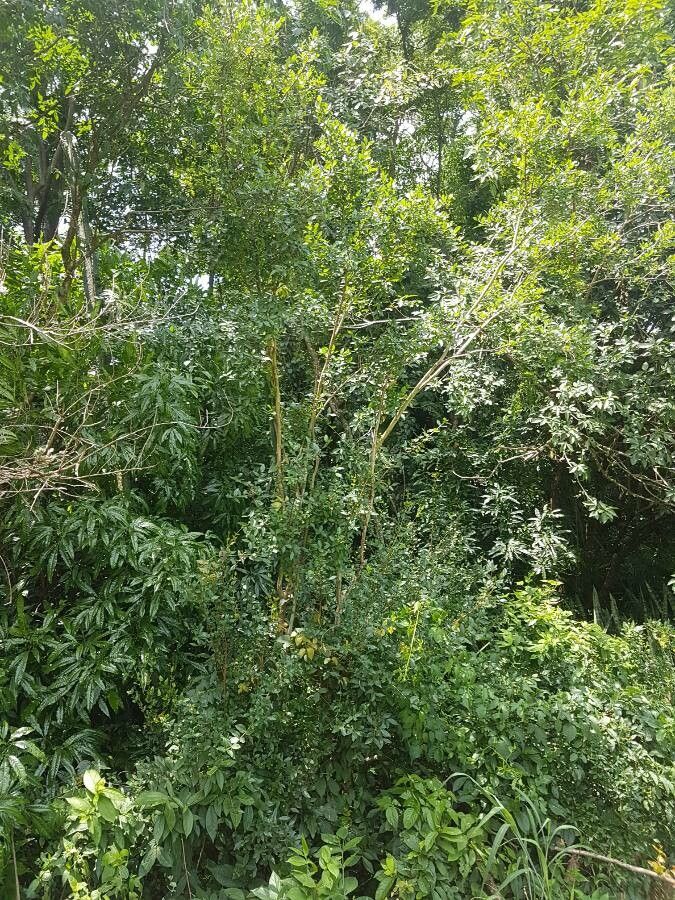 Myrcia laruotteana habit