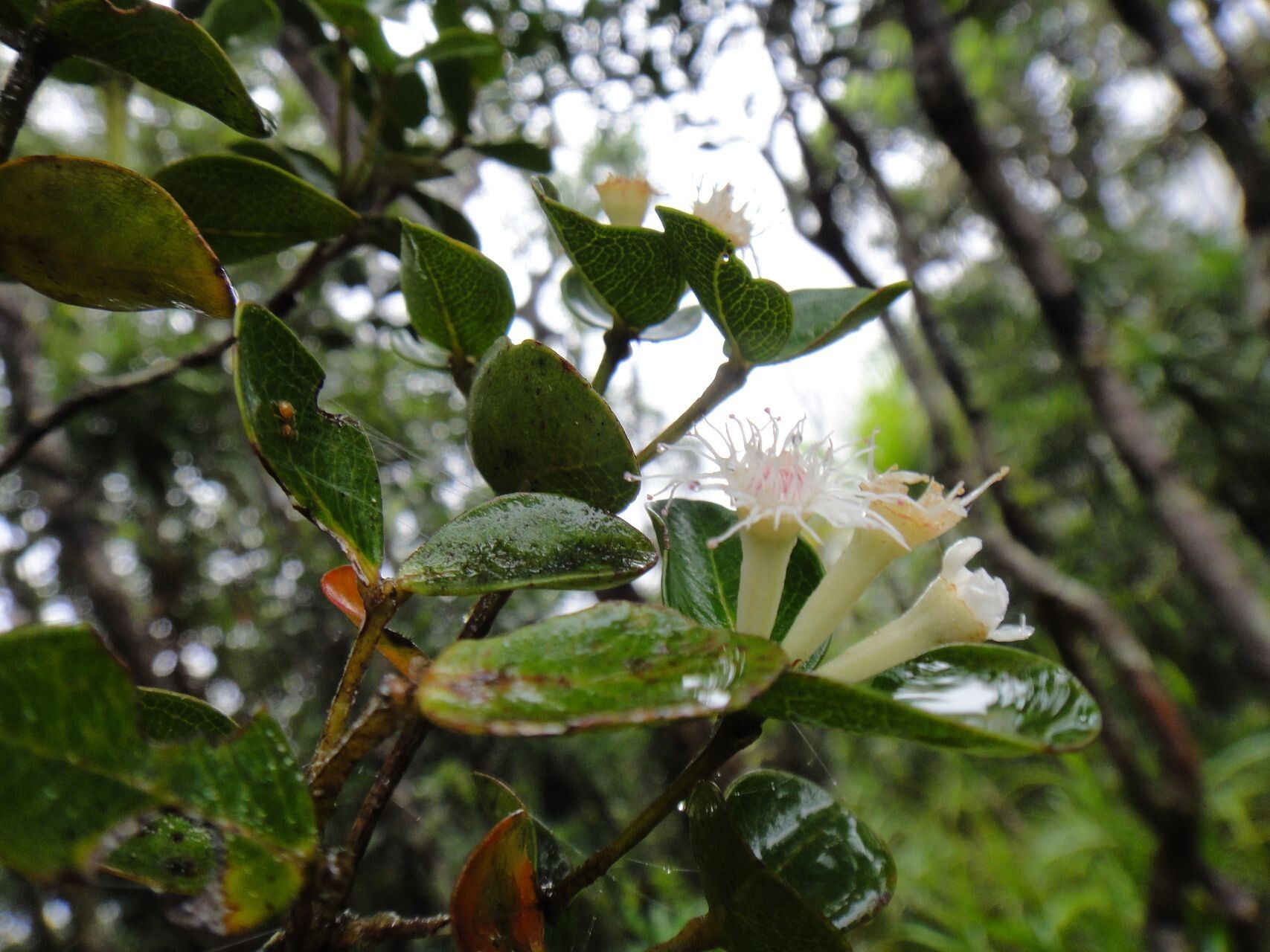Syzygium balansae flower