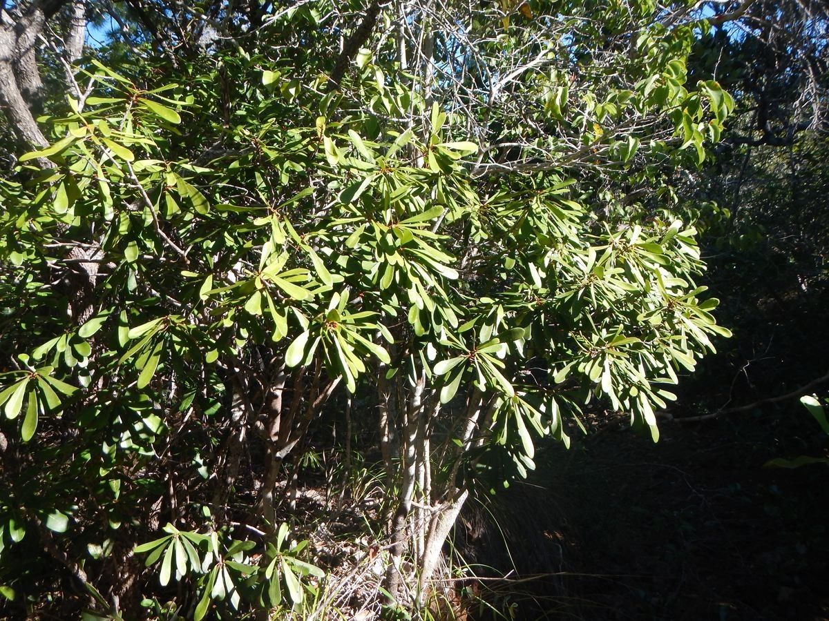 Codiaeum oligogynum habit