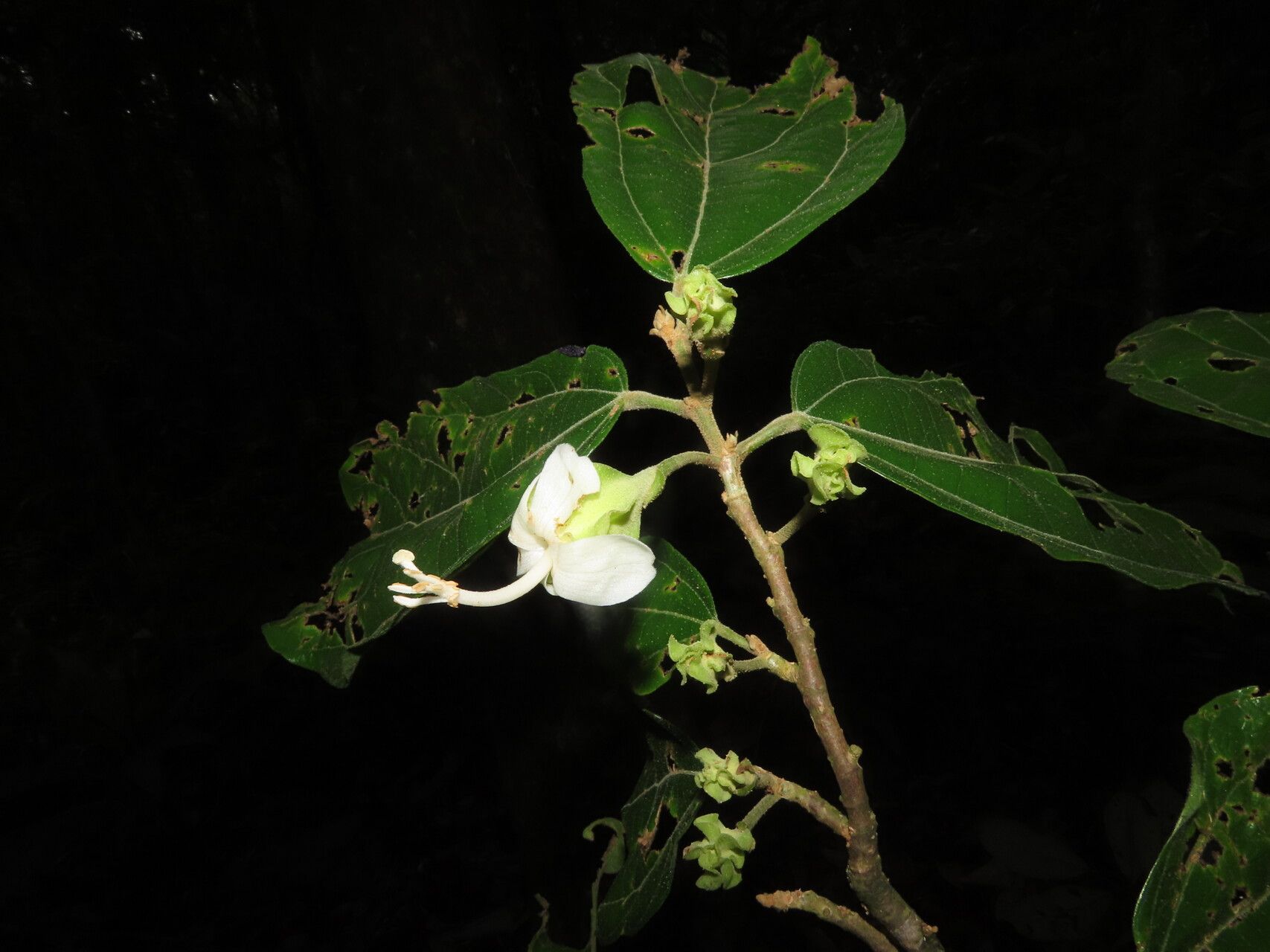 Matisia bracteolosa flower