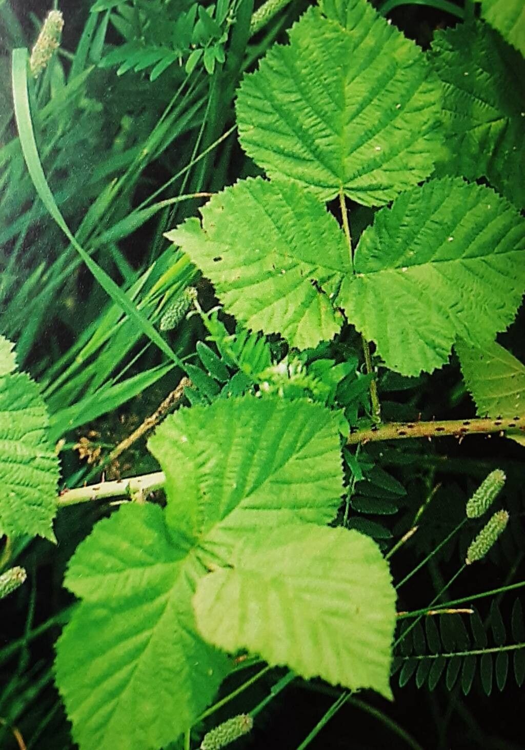 Rubus picticaulis — houseplant care guide