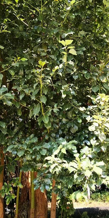 Cinnamomum porrectum habit