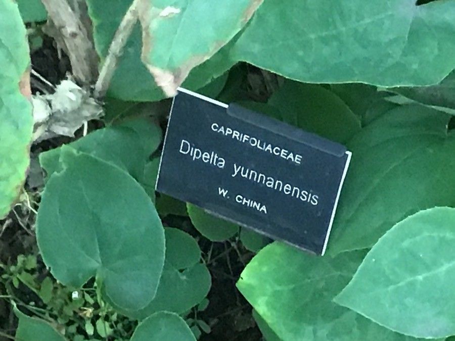 Dipelta yunnanensis leaf