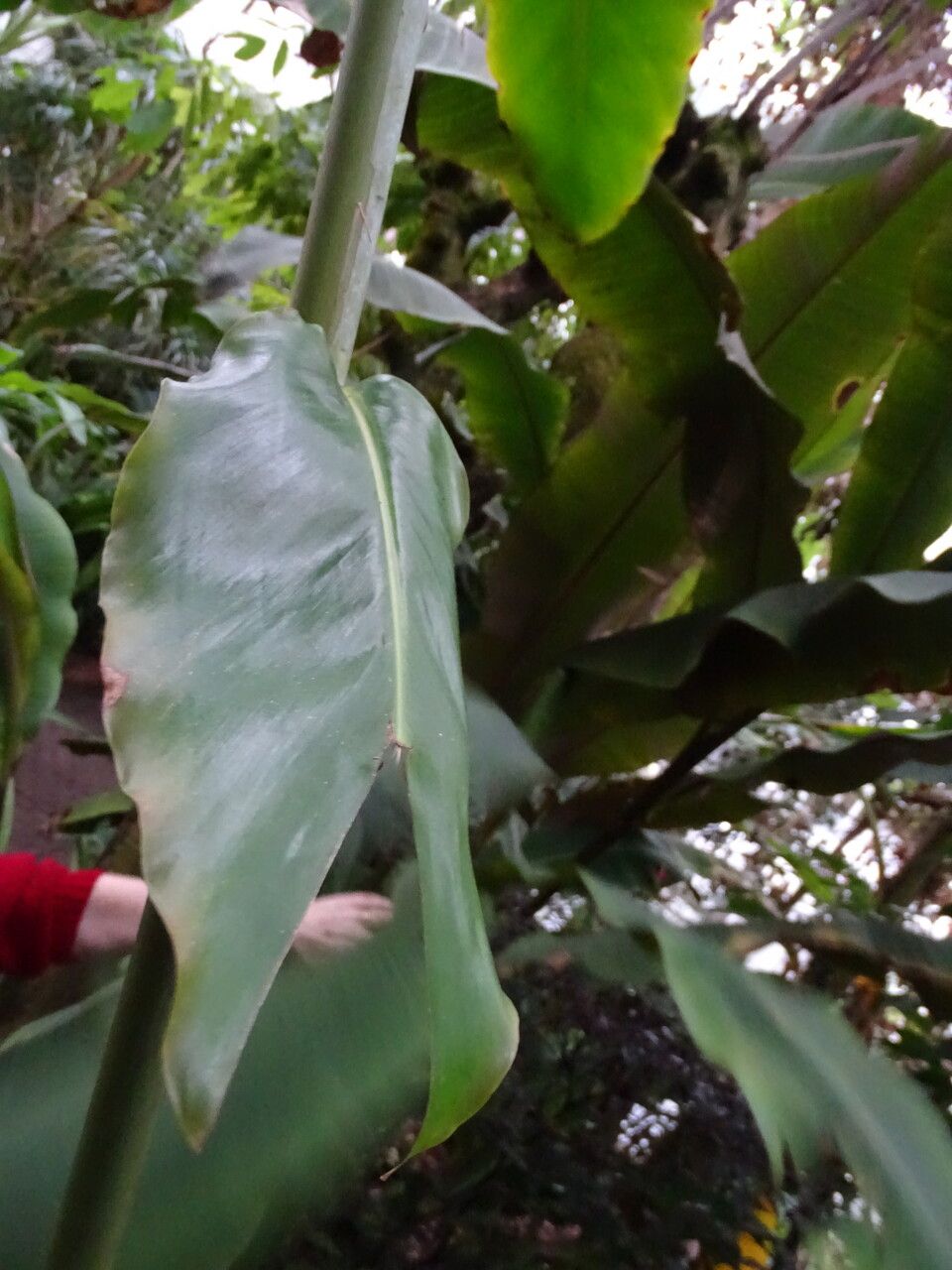Etlingera elatior leaf