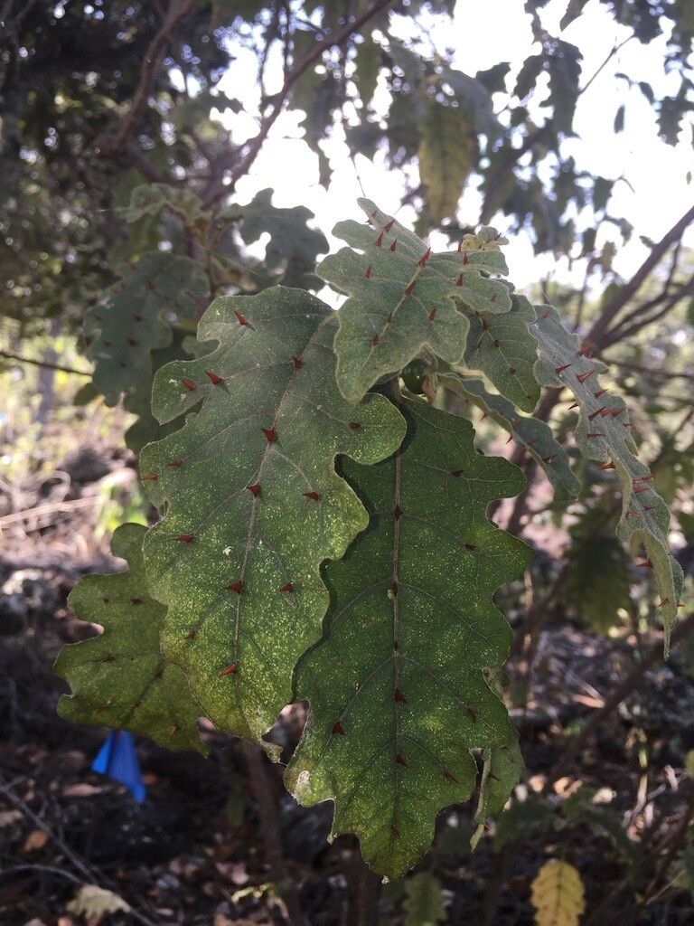 Solanum incompletum leaf