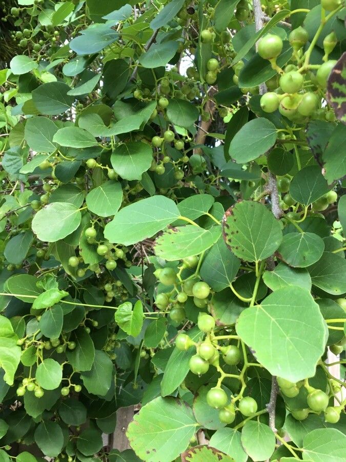 Cordia dentata fruit